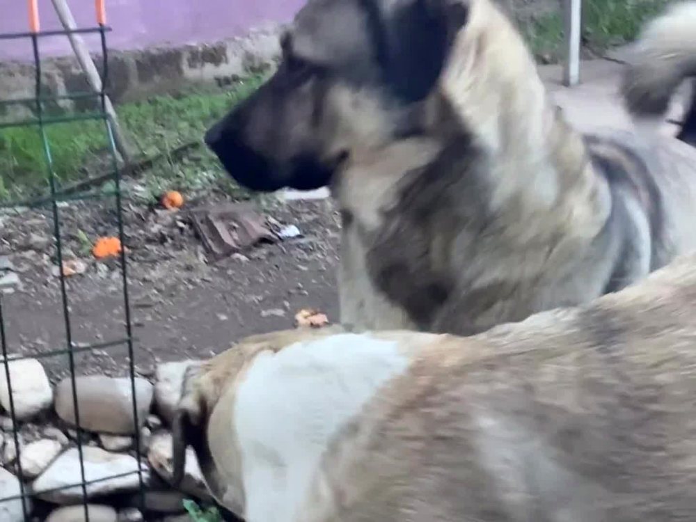 Anatolian Shepherd on guard